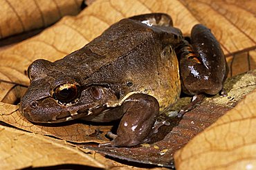 Smoky jungle frog (Leptodactylus pentadactylus), Nicaragua