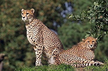 Cheetah (Acinonyx jubatus), female with cub