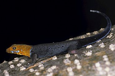 Yellow-headed gecko (Gonatodes albogularis), Nicaragua