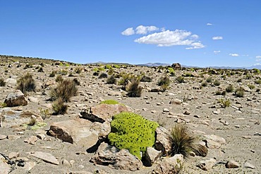 Yareta or Llareta (Azorella compacta), typical plant, vegetation, rocks, Reserva Nacional de las Vicunas, Lauca National Park, Altiplano, Norte Grande, Northern Chile, Chile, South America