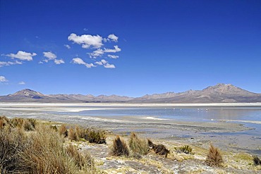 Grasses, vegetation, steppe, open plain, Salar de Surire, Salt Lake, Reserva Nacional de las Vicunas, Lauca National Park, Altiplano, Norte Grande, Northern Chile, Chile, South America