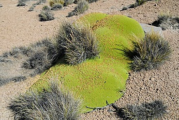 Yareta or Llareta (Azorella compacta), typical plant, vegetation, Reserva Nacional de las Vicunas, Lauca National Park, Altiplano, Norte Grande, Northern Chile, Chile, South America