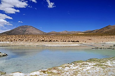 Steppe, open plain, Polloquere springs, thermal baths, Salar de Surire, Salt Lake, Reserva Nacional de las Vicunas, Lauca National Park, Altiplano, Norte Grande, Northern Chile, Chile, South America