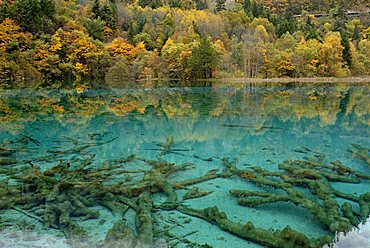 Autumn mood at the turquoise Five Colour Lake with dead trees, Jiuzhai Valley, Jiuzhaiguo National Park, Sichuan, China, Asia