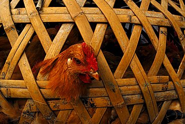 Chicken in cage made of bast, Fujian, China, Asia