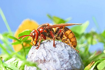 hornet (Vespa crabro) on a plum