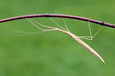 Pink Winged Stick Insect (Sipyloidea sipylus)