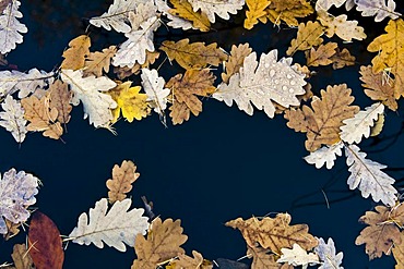 Autumnal oak leaves on a lake surface