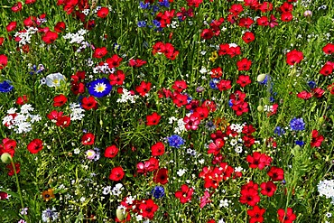 Blooming, colourful flowers, wild flowers, bee pasture