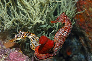 Two Pacific Seahorses (Hippocampus ingens) holding onto a sponge, Cousin Rock, UNESCO World Heritage Site, Galapagos archipelago, Ecuador, Pacific Ocean