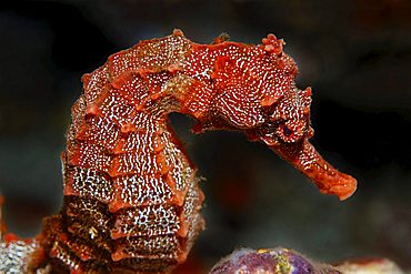 Pacific Seahorse (Hippocampus ingens) Cousin Rock, UNESCO World Heritage Site, Galapagos archipelago, Ecuador, Pacific Ocean