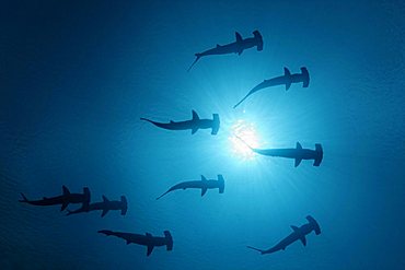 Nine Scalloped Hammerhead Sharks (Sphyrna lewini) swimming as silhouettes in open water with the sun at the sea surface, seen from below, Darwin Island, Galapagos archipelago, UNESCO World Heritage Site, Ecuador, South America, Pacific Ocean