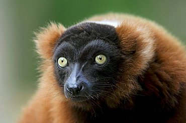 Red Ruffed Lemur (Varecia variegata rubra)