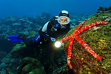 Scuba diver watching Giant starfish (Linckia columbia) on rock overgrown with algae, Cabo Marshall, Galapagos archipelago, Unesco World Nature Preserve, Ecuador, South America, Pacific