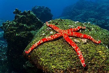 Giant starfish (Linckia columbia) on rock overgrown with algae, Cabo Marshall, Galapagos archipelago, Unesco World Nature Preserve, Ecuador, South America, Pacific