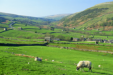 Swaledale, Yorkshire Dales National Park, Yorkshire, England, United Kingdom, Europe