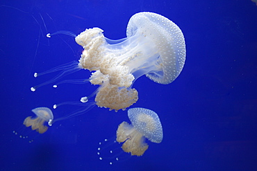 Jellyfish in the Aquarium, Horniman Museum, London, England, United Kingdom, Europe