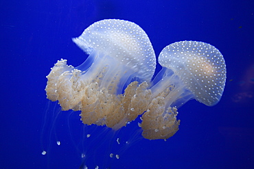 Jellyfish in the Aquarium, Horniman Museum, London, England, United Kingdom, Europe