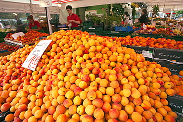 Apricots piled on fruit stall, Viktualienmarkt, Munich, Bavaria, Germany, Europe