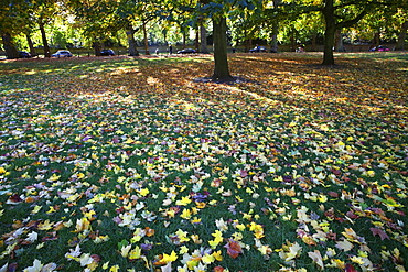 Autumn leaves, Green Park, London, England, United Kingdom, Europe