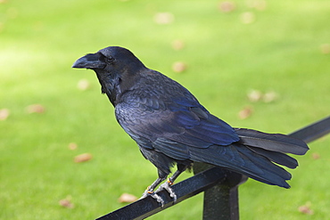 Raven, Tower of London, London, England, United Kingdom, Europe