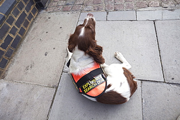 Explosive Search Dog, London, England, United Kingdom, Europe