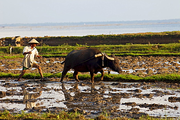 Farmer and buffalo in paddy field, Vietnam, Indochina, Southeast Asia, Asia