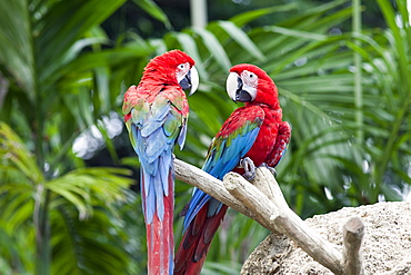 Parrots, Jurong Bird Park, Singapore, Southeast Asia, asia