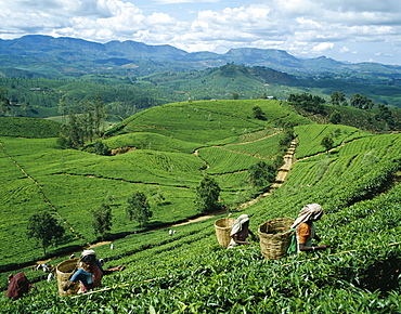 Tea Pickers in tea plantation, Nuwara Eliya, Sri Lanka, Asia