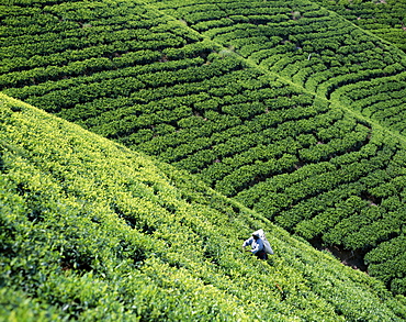 Tea estate, Nuwara Eliya, Sri Lanka, Asia