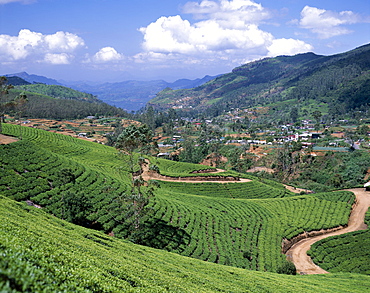 Tea estate, Nuwara Eliya, Sri Lanka, Asia