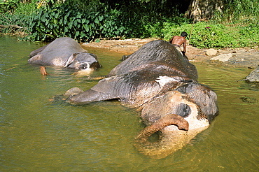 Elephant bathing, Pinnawala Elephant Orphanage, near Kandy, Sri Lanka, Asia