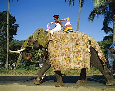 Man riding decorative elephant, Kandy, Sri Lanka, Asia