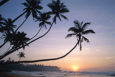 Palm trees at sunset, Unawatuna Beach, Unawatuna, Sri Lanka, Asia