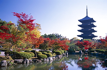 Toji Temple (Kyo-o-gokoku-ji), five-storey pagoda and autumn leaves, Kyoto, UNESCO World Heritage Site, Honshu, Japan, Asia