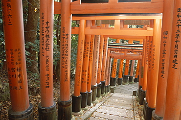 Fushimi Shrine, Sacred Torii Path, Kyoto, Honshu, Japan, Asia