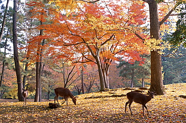 Deer and autumn leaves, Nara Park, Nara, Honshu, Japan, Asia