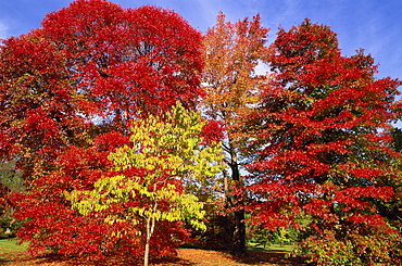 Autumn colours in Sheffield Park Garden, Sussex, England, United Kingdom, Europe