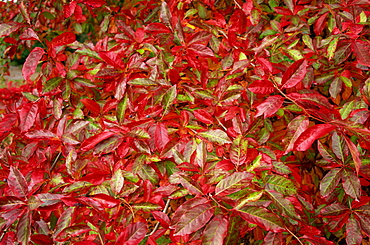 Autumn colours in Sheffield Park Garden, Sussex, England, United Kingdom, Europe