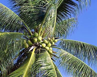 Coconut tree, Ko Samui, Thailand, Southeast Asia, Asia