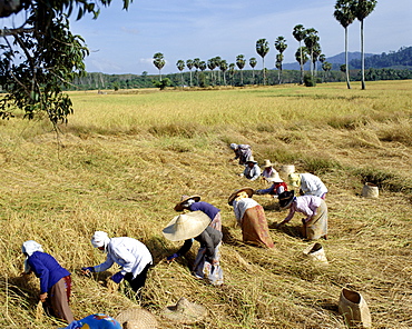 Farmers rice harvesting, Thailand, Southeast Asia, Asia