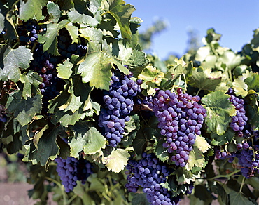 Cabernet grapes, Nuriootpa, Barossa Valley, South Australia, Australia, Pacific