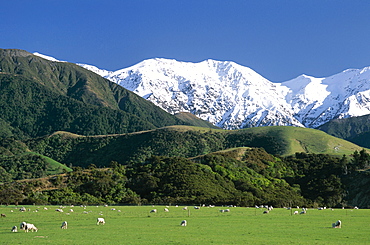 Sheep in field, The Southern Alps Mountain Ranges, Kaikoura, Canterbury, South Island, New Zealand, Pacific