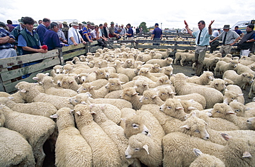 Sheep Auction, Levin, North Island, New Zealand, Pacific