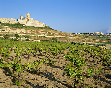Vineyards with town in background, Mdina, Malta, Europe