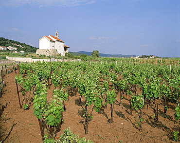 Vineyards, Vrboska, Hvar Island, Adriatic Islands, Croatia, Europe