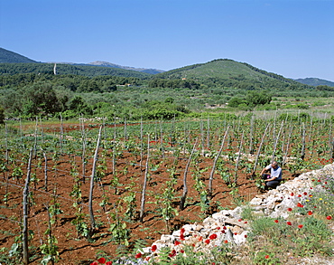 Vineyards, Vrboska, Hvar Island, Adriatic Islands, Croatia, Europe