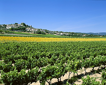 Vineyards and sunflowers, Provence, France, Europe