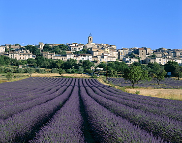 Village and lavender fields, Puimosson, Provence, France, Europe