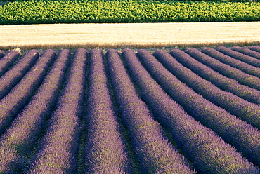 Lavender field, wheat field and grape vines, Saignon, Provence, France, Europe